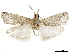  ( - CCDB-33977-F10)  @11 [ ] CreativeCommons - Attribution (2019) CBG Photography Group Centre for Biodiversity Genomics