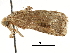  ( - CCDB-33977-H02)  @11 [ ] CreativeCommons - Attribution (2019) CBG Photography Group Centre for Biodiversity Genomics