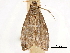  ( - CCDB-33977-H05)  @11 [ ] CreativeCommons - Attribution (2019) CBG Photography Group Centre for Biodiversity Genomics
