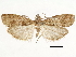  ( - CCDB-33977-H06)  @11 [ ] CreativeCommons - Attribution (2019) CBG Photography Group Centre for Biodiversity Genomics