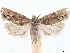  ( - CCDB-33978-A12)  @11 [ ] CreativeCommons - Attribution (2020) CBG Photography Group Centre for Biodiversity Genomics