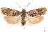  ( - CCDB-33978-B01)  @11 [ ] CreativeCommons - Attribution (2020) CBG Photography Group Centre for Biodiversity Genomics