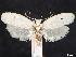  ( - CCDB-33978-C05)  @11 [ ] CreativeCommons - Attribution (2020) CBG Photography Group Centre for Biodiversity Genomics