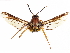  ( - CCDB-33978-E06)  @11 [ ] CreativeCommons - Attribution (2020) CBG Photography Group Centre for Biodiversity Genomics