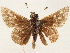  ( - CCDB-33979-E07)  @11 [ ] CreativeCommons - Attribution (2020) CBG Photography Group Centre for Biodiversity Genomics