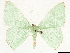  ( - CCDB-33979-E09)  @11 [ ] CreativeCommons - Attribution (2020) CBG Photography Group Centre for Biodiversity Genomics