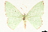  ( - CCDB-33979-E10)  @11 [ ] CreativeCommons - Attribution (2020) CBG Photography Group Centre for Biodiversity Genomics