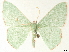  ( - CCDB-33979-E11)  @11 [ ] CreativeCommons - Attribution (2020) CBG Photography Group Centre for Biodiversity Genomics