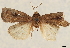  ( - CCDB-33979-F04)  @12 [ ] CreativeCommons - Attribution (2020) CBG Photography Group Centre for Biodiversity Genomics