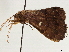  ( - CCDB-33979-F10)  @11 [ ] CreativeCommons - Attribution (2020) CBG Photography Group Centre for Biodiversity Genomics
