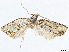  (Auratonota dispersa - CCDB-33979-F12)  @11 [ ] CreativeCommons - Attribution (2020) CBG Photography Group Centre for Biodiversity Genomics