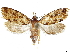  (Auratonota dominica - CCDB-33979-G02)  @11 [ ] CreativeCommons - Attribution (2020) CBG Photography Group Centre for Biodiversity Genomics