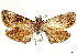  ( - CCDB-33979-G05)  @11 [ ] CreativeCommons - Attribution (2020) CBG Photography Group Centre for Biodiversity Genomics