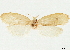  ( - CCDB-33980-B07)  @11 [ ] CreativeCommons - Attribution (2020) CBG Photography Group Centre for Biodiversity Genomics