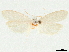  ( - CCDB-33980-B09)  @11 [ ] CreativeCommons - Attribution (2020) CBG Photography Group Centre for Biodiversity Genomics
