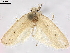  (Durrantia resurgens - CCDB-33980-B12)  @11 [ ] CreativeCommons - Attribution (2020) CBG Photography Group Centre for Biodiversity Genomics