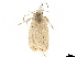  ( - CCDB-33980-C01)  @11 [ ] CreativeCommons - Attribution (2020) CBG Photography Group Centre for Biodiversity Genomics