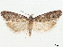 ( - CCDB-33980-D06)  @11 [ ] CreativeCommons - Attribution (2020) CBG Photography Group Centre for Biodiversity Genomics