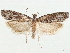  ( - CCDB-33980-D07)  @11 [ ] CreativeCommons - Attribution (2020) CBG Photography Group Centre for Biodiversity Genomics