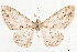  ( - CCDB-33980-F05)  @11 [ ] CreativeCommons - Attribution (2020) CBG Photography Group Centre for Biodiversity Genomics