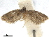  (Brachiolia egenella - CCDB-33980-G09)  @11 [ ] CreativeCommons - Attribution (2020) CBG Photography Group Centre for Biodiversity Genomics
