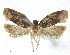  ( - CCDB-33980-G10)  @11 [ ] CreativeCommons - Attribution (2020) CBG Photography Group Centre for Biodiversity Genomics