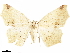  (Antepione indiscretata - CCDB-34075-C09)  @14 [ ] CreativeCommons - Attribution (2019) CBG Photography Group Centre for Biodiversity Genomics