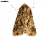  ( - CCDB-34075-E03)  @11 [ ] CreativeCommons - Attribution (2019) CBG Photography Group Centre for Biodiversity Genomics