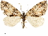  ( - CCDB-34075-H05)  @14 [ ] CreativeCommons - Attribution (2019) CBG Photography Group Centre for Biodiversity Genomics