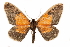  ( - CCDB-34076-A06)  @11 [ ] CreativeCommons - Attribution (2019) CBG Photography Group Centre for Biodiversity Genomics