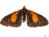  ( - CCDB-34076-A07)  @11 [ ] CreativeCommons - Attribution (2019) CBG Photography Group Centre for Biodiversity Genomics