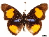  (Junonia westermanni - CCDB-34076-C11)  @11 [ ] CreativeCommons - Attribution (2019) CBG Photography Group Centre for Biodiversity Genomics