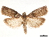  ( - CCDB-34076-D05)  @11 [ ] CreativeCommons - Attribution (2019) CBG Photography Group Centre for Biodiversity Genomics