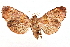  ( - CCDB-34076-E09)  @11 [ ] CreativeCommons - Attribution (2019) CBG Photography Group Centre for Biodiversity Genomics