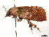  ( - CCDB-34076-E10)  @11 [ ] CreativeCommons - Attribution (2019) CBG Photography Group Centre for Biodiversity Genomics