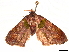  ( - CCDB-34076-E11)  @11 [ ] CreativeCommons - Attribution (2019) CBG Photography Group Centre for Biodiversity Genomics
