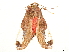 ( - CCDB-34076-E12)  @11 [ ] CreativeCommons - Attribution (2019) CBG Photography Group Centre for Biodiversity Genomics
