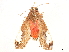  ( - CCDB-34076-F01)  @11 [ ] CreativeCommons - Attribution (2019) CBG Photography Group Centre for Biodiversity Genomics
