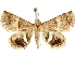  ( - CCDB-34726-A04)  @11 [ ] CreativeCommons - Attribution (2020) CBG Photography Group Centre for Biodiversity Genomics