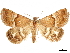  (Eublemma suava - CCDB-34726-A06)  @11 [ ] CreativeCommons - Attribution (2020) CBG Photography Group Centre for Biodiversity Genomics