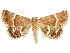  ( - CCDB-34726-A07)  @11 [ ] CreativeCommons - Attribution (2020) CBG Photography Group Centre for Biodiversity Genomics