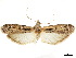  ( - CCDB-34726-B02)  @11 [ ] CreativeCommons - Attribution (2020) CBG Photography Group Centre for Biodiversity Genomics