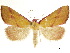  ( - CCDB-34726-C01)  @11 [ ] CreativeCommons - Attribution (2020) CBG Photography Group Centre for Biodiversity Genomics