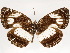  ( - CCDB-34726-C04)  @11 [ ] CreativeCommons - Attribution (2020) CBG Photography Group Centre for Biodiversity Genomics