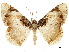 ( - CCDB-34726-D03)  @11 [ ] CreativeCommons - Attribution (2019) CBG Photography Group Centre for Biodiversity Genomics