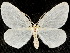  ( - CCDB-34726-F07)  @11 [ ] CreativeCommons - Attribution (2019) CBG Photography Group Centre for Biodiversity Genomics