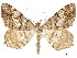  ( - CCDB-34726-G06)  @11 [ ] CreativeCommons - Attribution (2019) CBG Photography Group Centre for Biodiversity Genomics