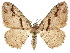  (Orthonama centrostrigaria - CCDB-34726-G07)  @11 [ ] CreativeCommons - Attribution (2019) CBG Photography Group Centre for Biodiversity Genomics