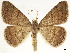  (Semiothisa eremiata - CCDB-34726-G11)  @11 [ ] CreativeCommons - Attribution (2019) CBG Photography Group Centre for Biodiversity Genomics