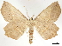  (Euchlaena obtusaria - CCDB-34726-H01)  @15 [ ] CreativeCommons - Attribution (2019) CBG Photography Group Centre for Biodiversity Genomics
